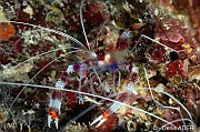 Stenopus-hispidus Crevette nettoyeuse-Bonaire Small wall-8m-20180219-Denis-ADER-DSC_6788_tn